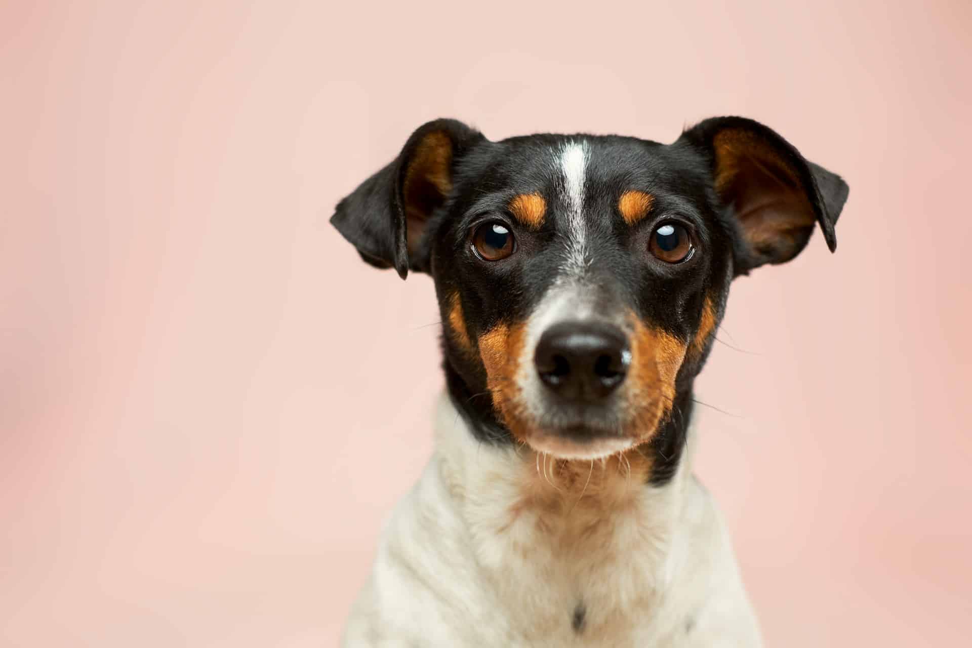Purinarme Hundeernährung: Gesunde Ernährung für sensible Hunde